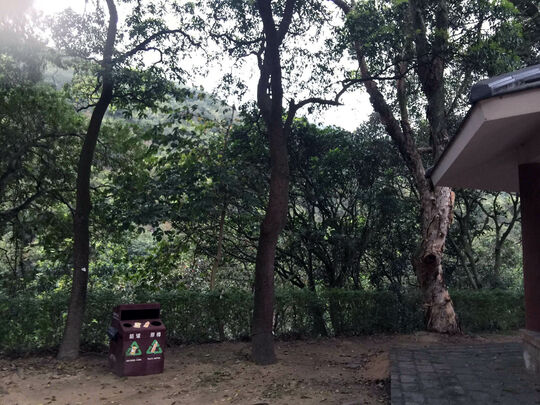 Tai Lam Forest Track (Sham Tseng Section)