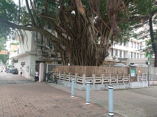 大埔汀角路大埔賽馬會診所外行人道 (2)